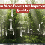 How Urban Micro Forests Are Improving City Air Quality